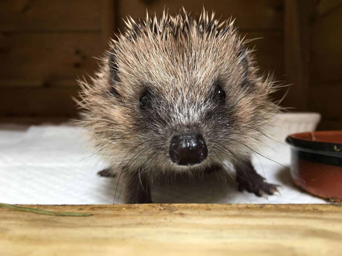 Hedgehog Rescue Centre Takes In Newborn Hoglets As It Appeals For Donations Shropshire Star