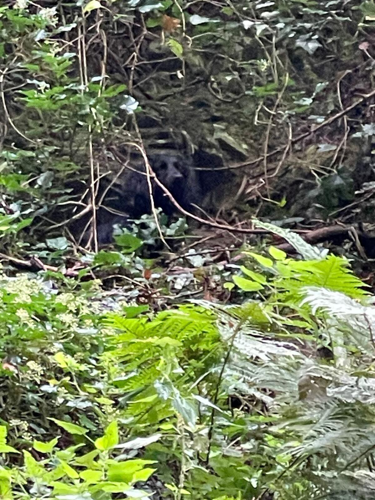 Trixie can just be seen peering out from the undergrowth. Photo: Shropshire Fire and Rescue Service.