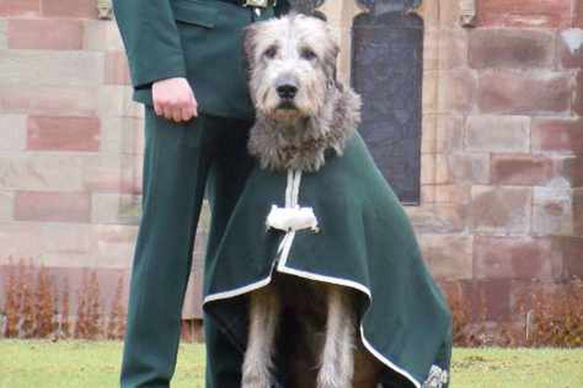 Shropshire-based Royal Irish Regiment seeks new mascot