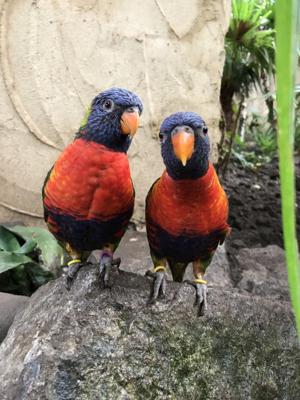 A monogamous pair of male lorikeets, sharing a rose. (Photo credit: Keeper Laura Hodgkins)