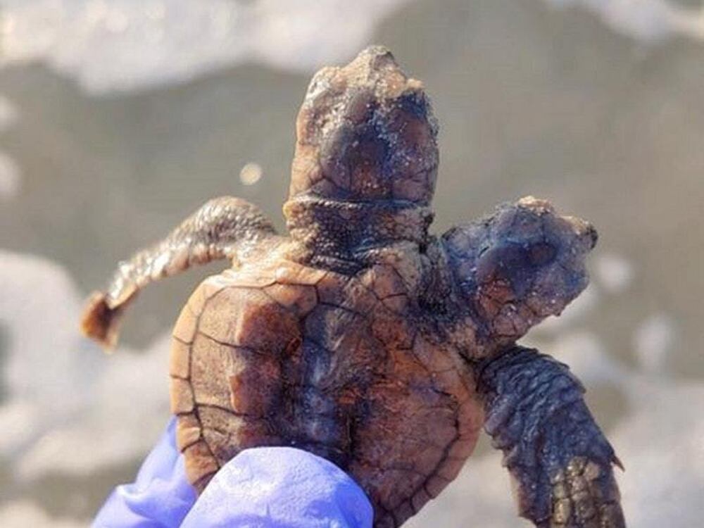 Conservation group finds two-headed turtle hatchling on South Carolina