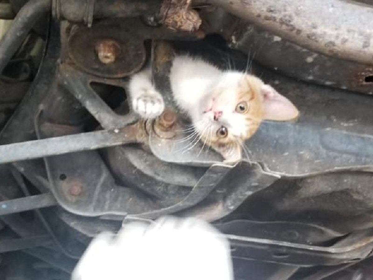 ‘miracle Kitten Survives 30 Mile Journey Lodged In Frame Of Car 