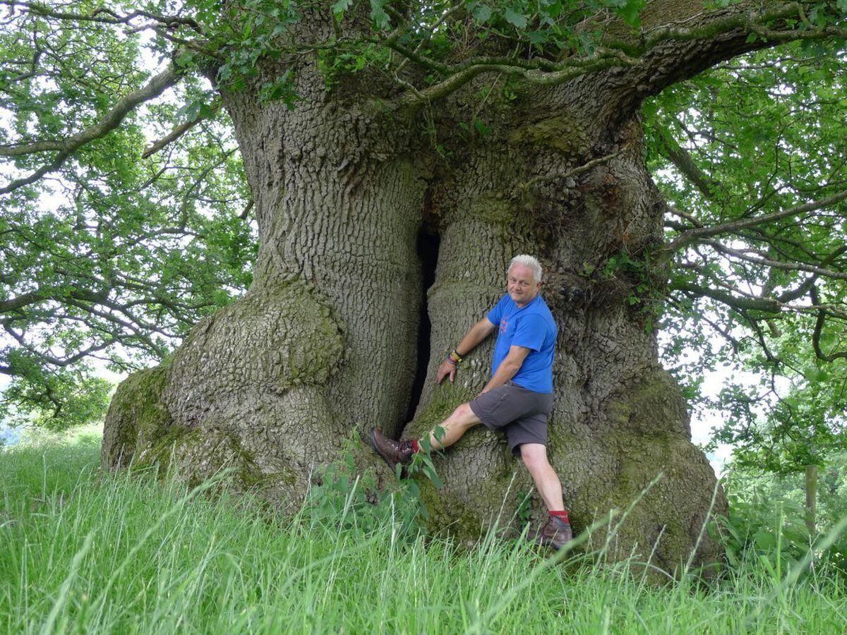 Rob McBride with one of the ancient oak trees 