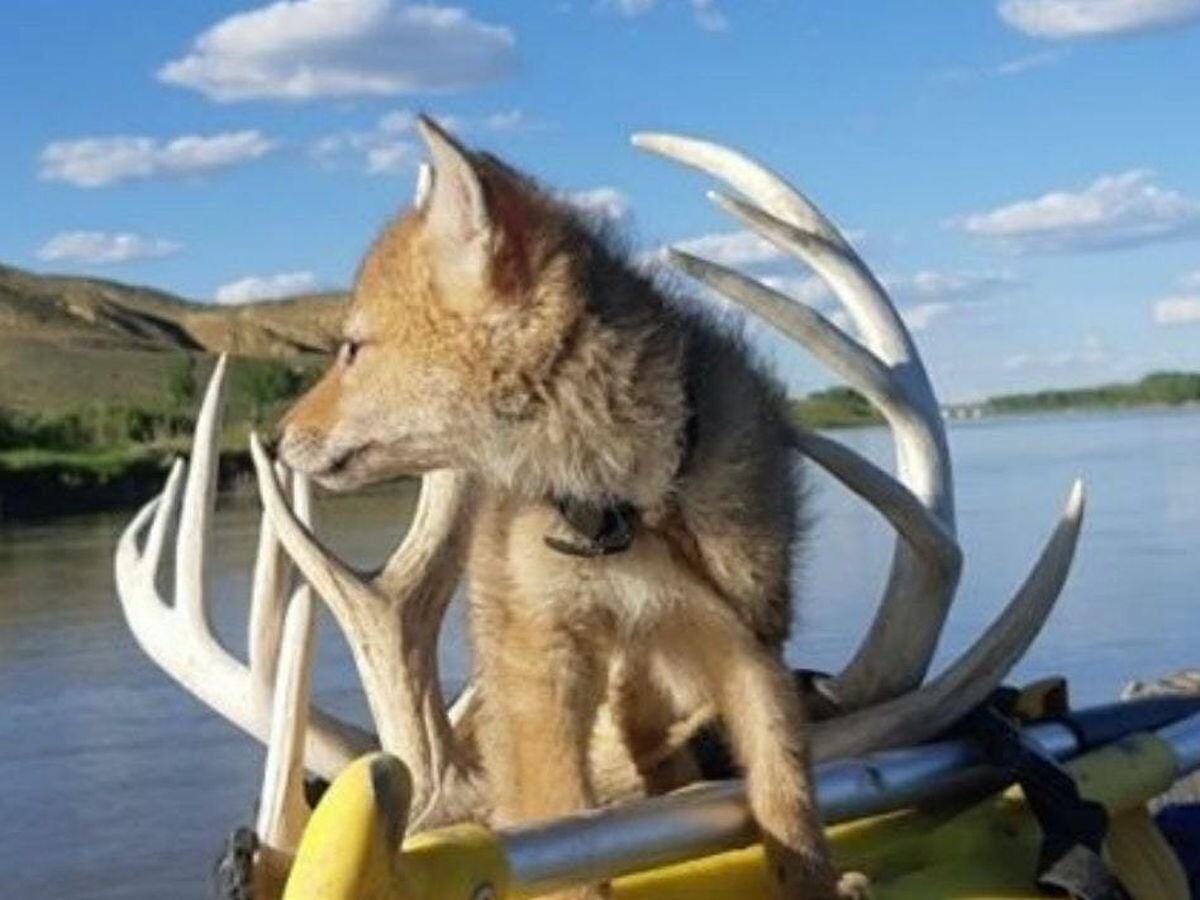 Coyote rescued from river by rafter using CPR