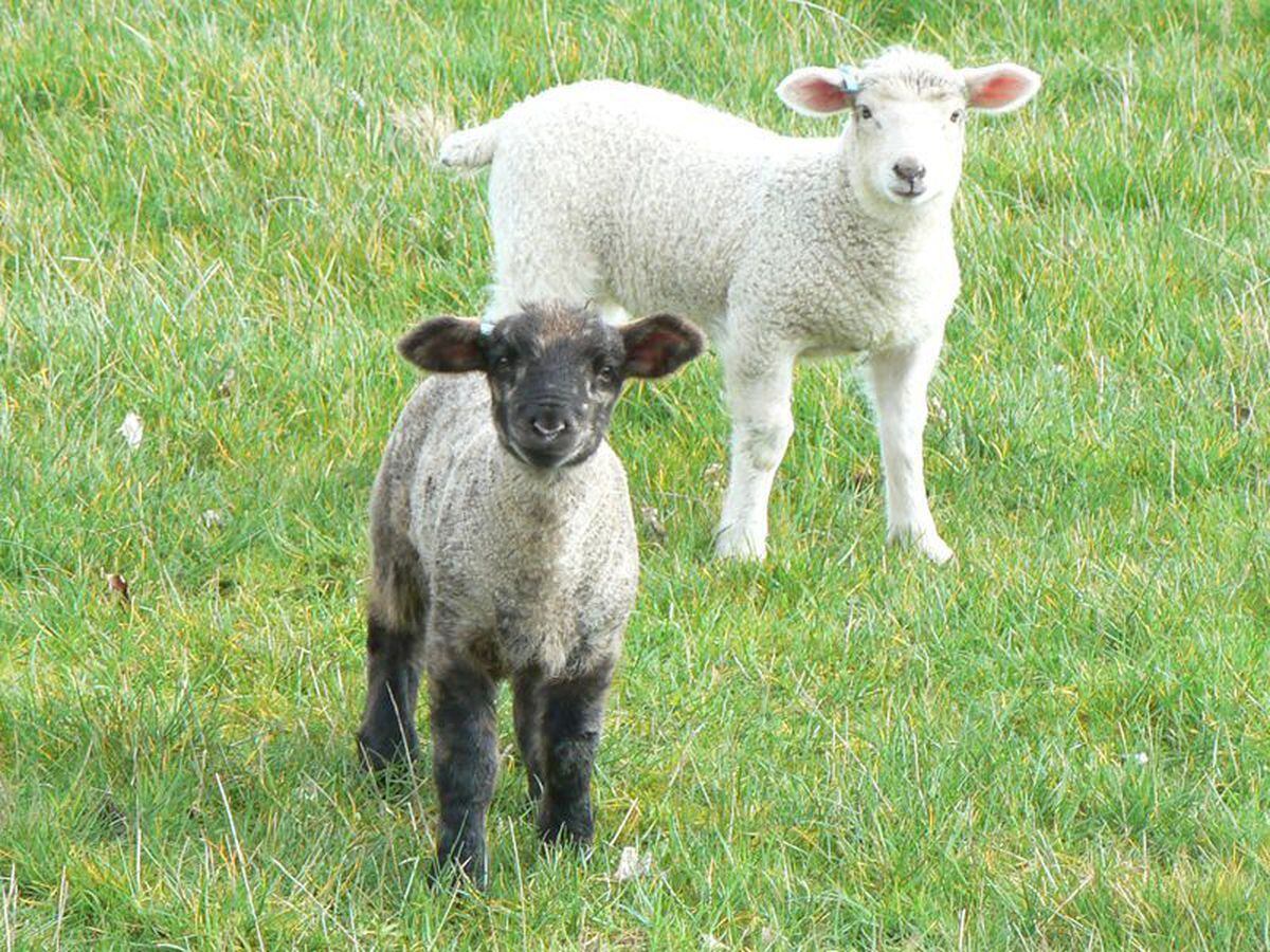 40 lambs were taken in the theft