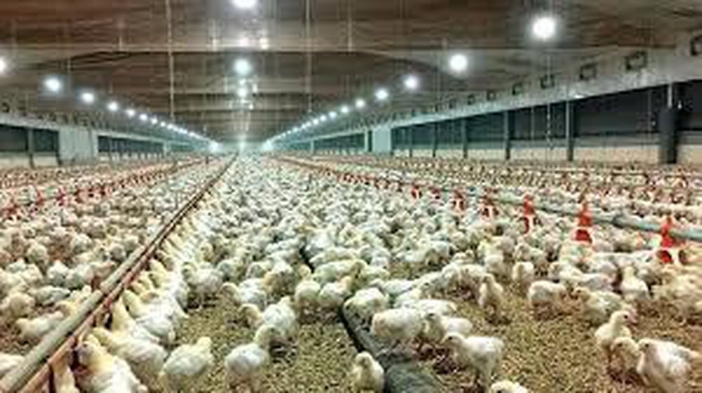 Disappointment as chicken farm bid returns near Bridgnorth ...