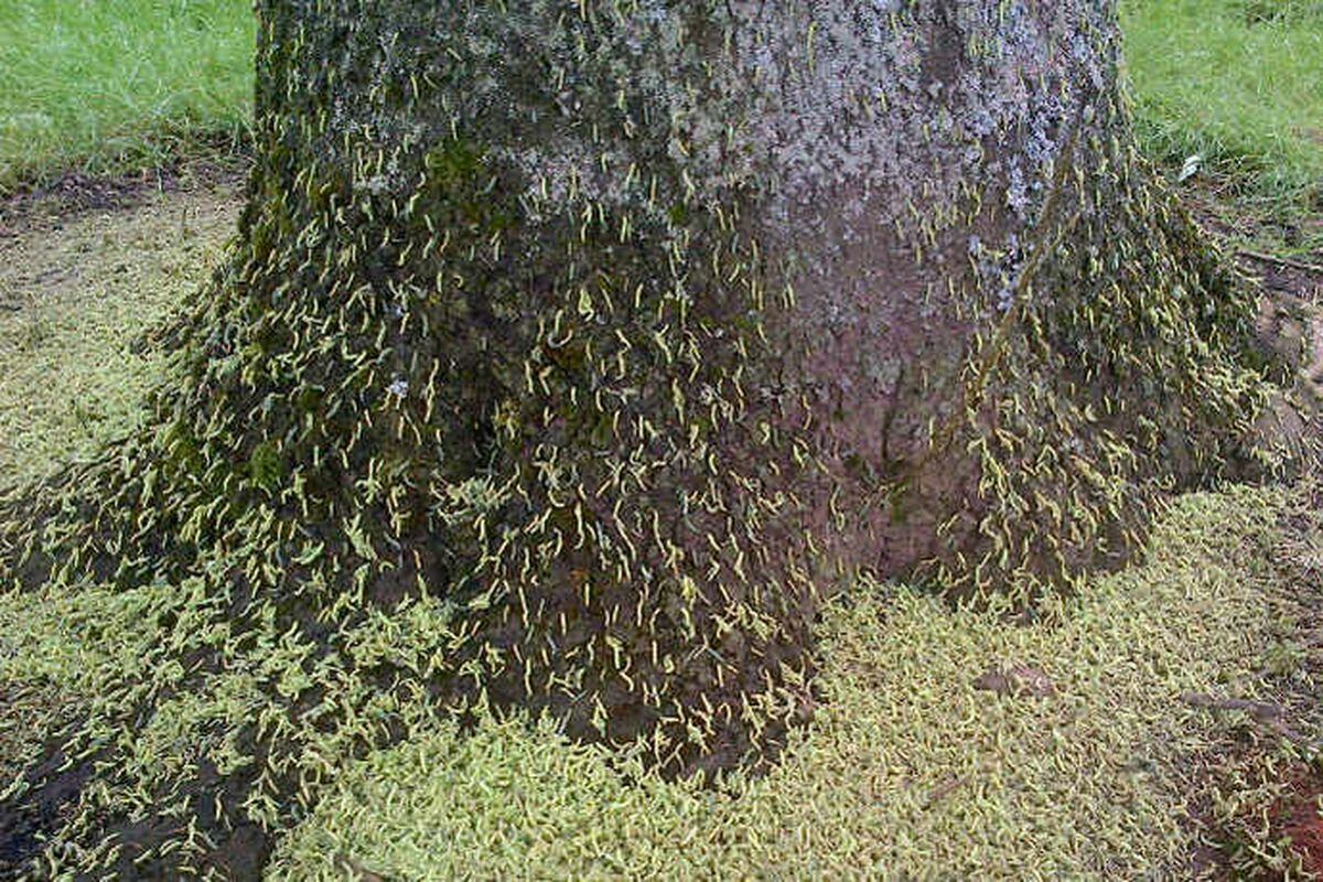 Caterpillar invasion: Grubs strip ash trees in Telford