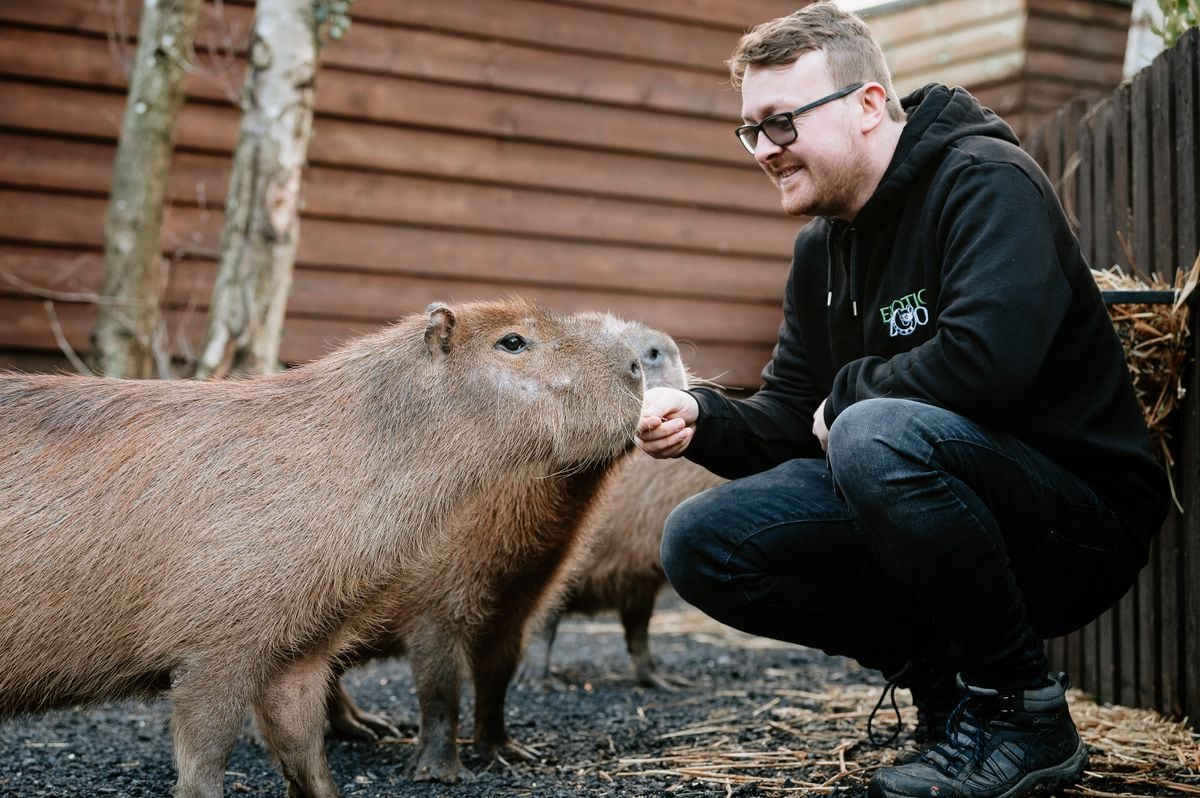 Ryan Jordan con los nuevos capibaras en Exotic Zoo