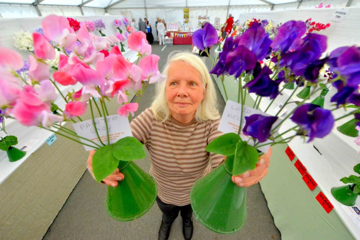 Bittersweet day for fans of Shropshire sweet pea festival
