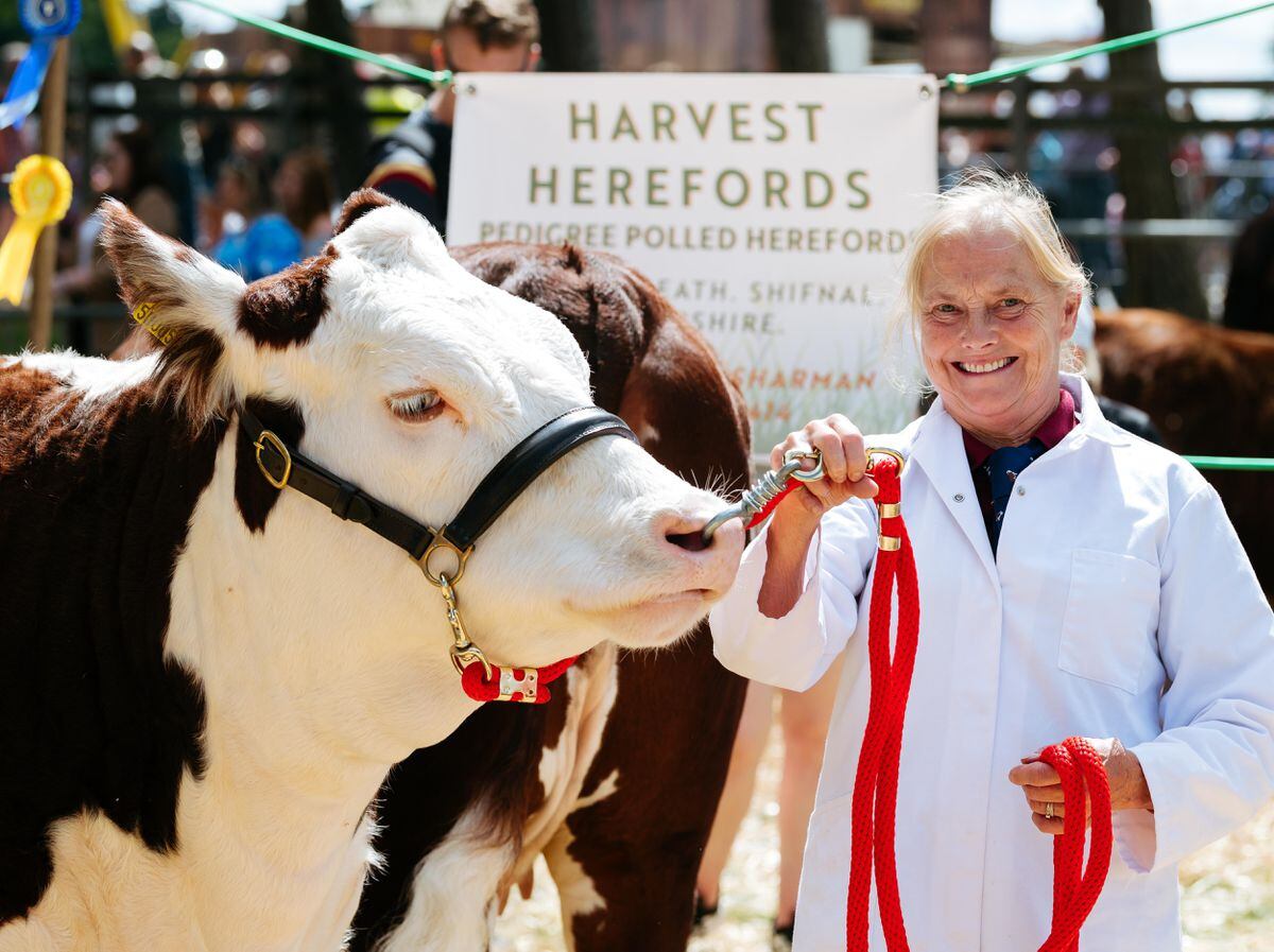 BORDER COPYRIGHT SHROPSHIRE STAR JAMIE RICKETTS 06/08/2022 - Oswestry Show 2022 at Oswestry Showground. In Picture: Glynis Sharmen from Shifnal with Alice, a Harvest 1..