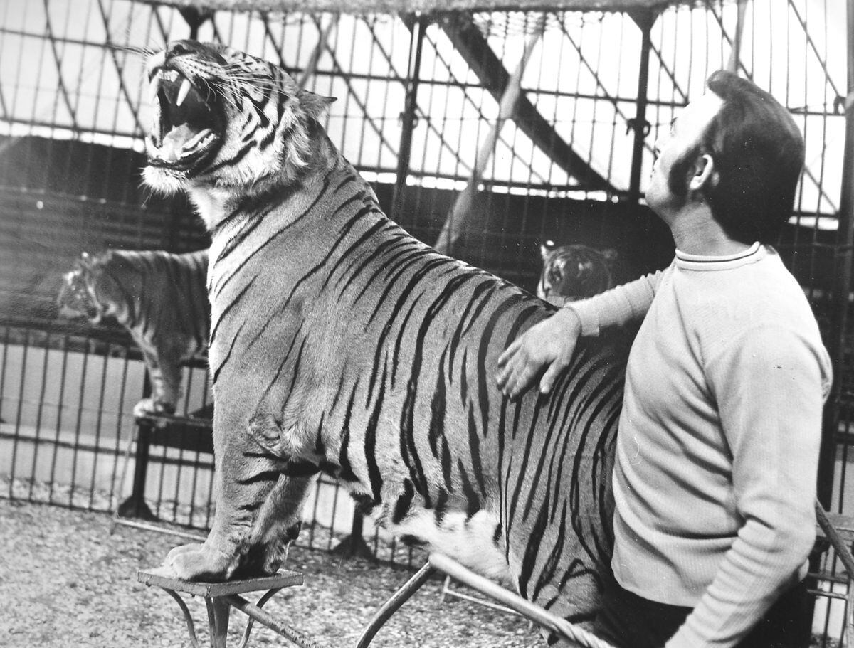 Animal tamer Terry Duggan with a Royal Bengal tiger of Sir Robert Fossett's Circus, seen in a picture we first published on Tuesday, October 12, 1971, at which time the circus was appearing in Madeley. However it may have been taken when the circus was appearing in Shrewsbury the week before, as it was actually taken on October 6. The circus had five tigers as part of the act.