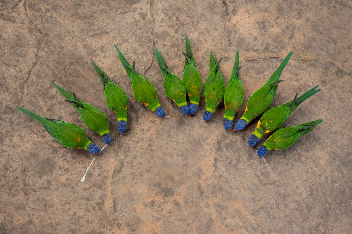 Keepers laid out nectar to create a rainbow of rainbow lorikeets, to celebrate Pride Month