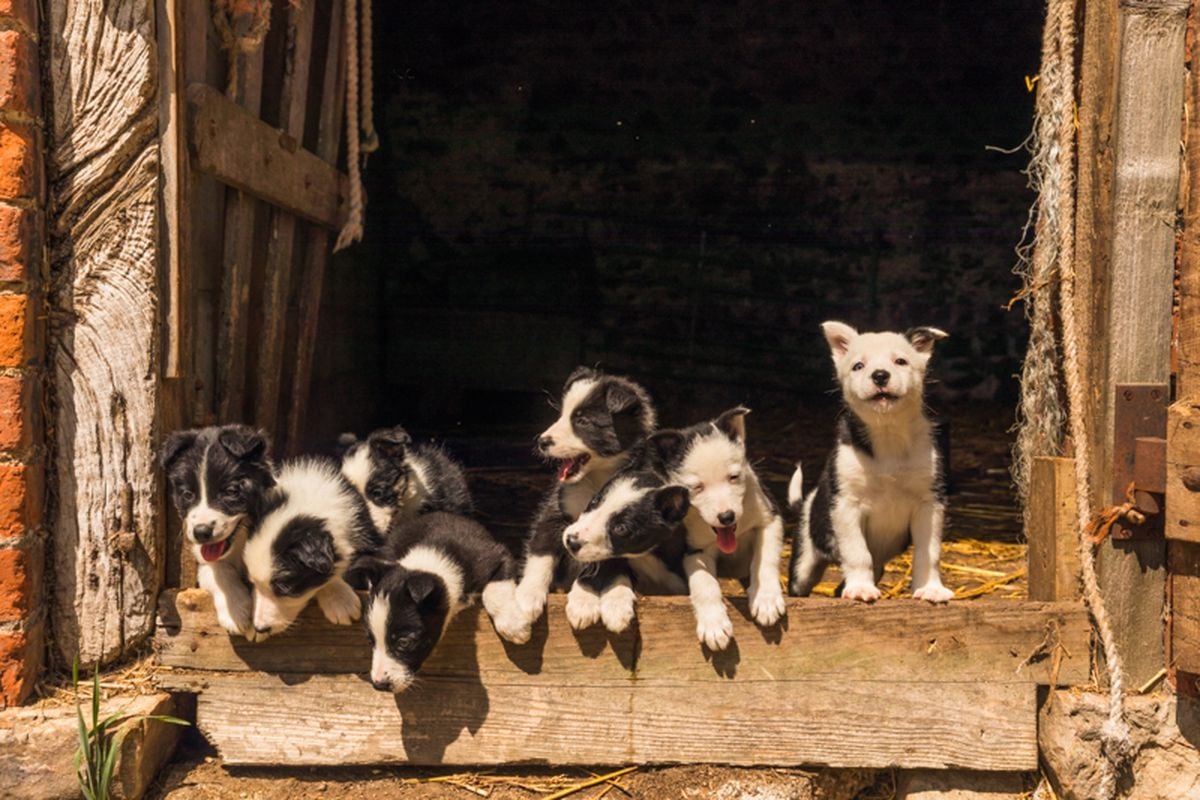 Seven of these eight border collie pups are being sold by a farm in Shropshire. They were caught on camera by Andrew Fusek Peters.