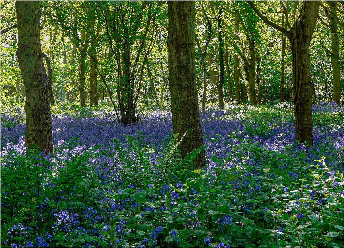 Bluebell Wood by Colin Macklin
