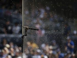 Bees swarm the field causing a delay during the third inning of a baseball game between the Miami Marlins and the San Diego Padres
