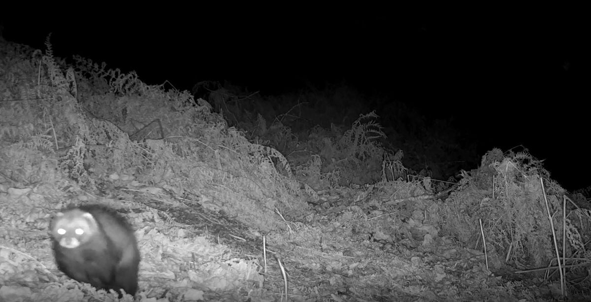 A polecat spotted on the Long Mynd
