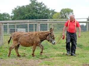Tony Scott of Scotty's Donkeys and Animal Park, Norton, which will close next month