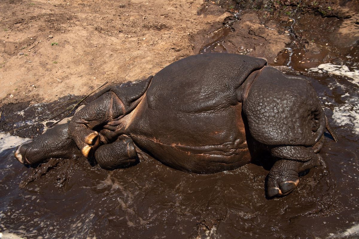 Seto, an Indian rhinoceros cools down