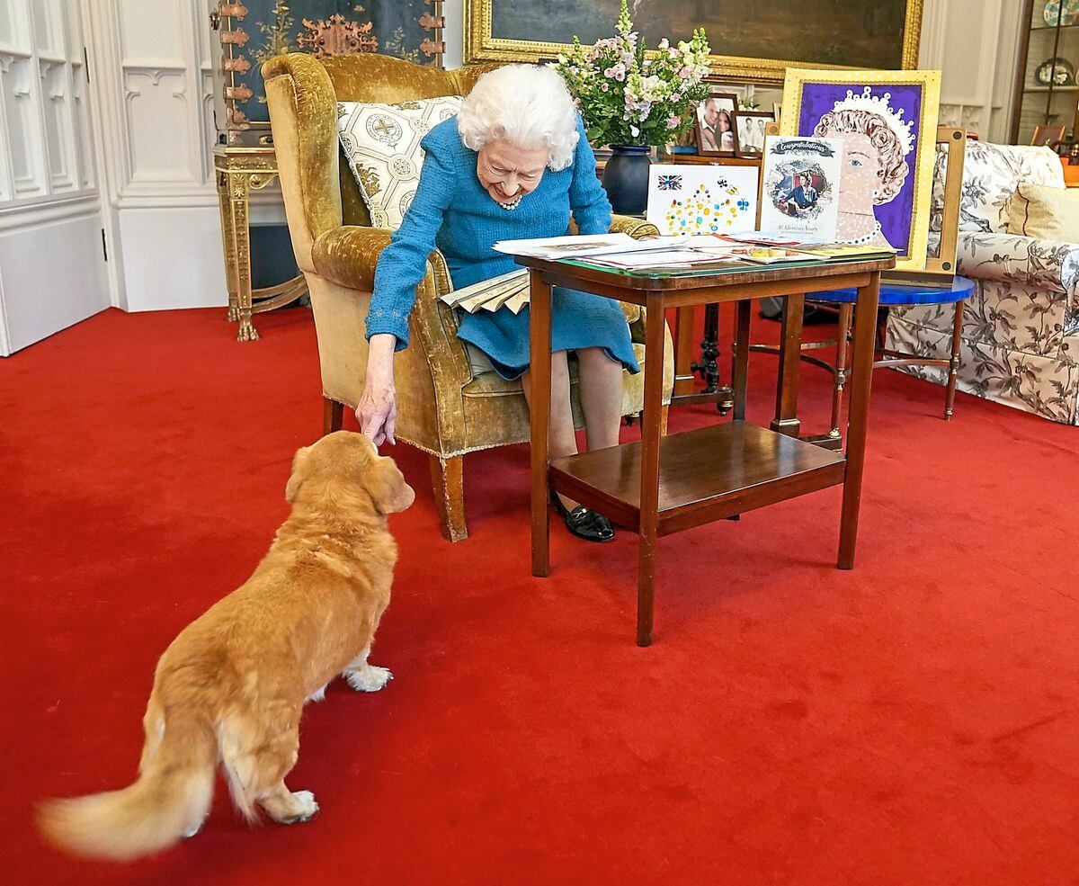 The Queen with one of her corgis earlier this year as she viewed a display of memorabilia from her Golden and Platinum Jubilees in the Oak Room at Windsor Castle