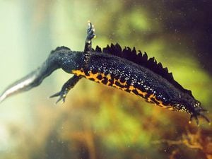 A newt – stop the building!