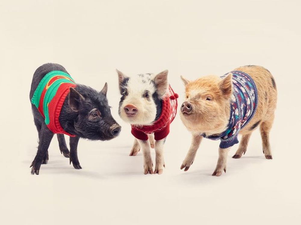 Just take a look at these pigs in Christmas jumpers | Shropshire Star