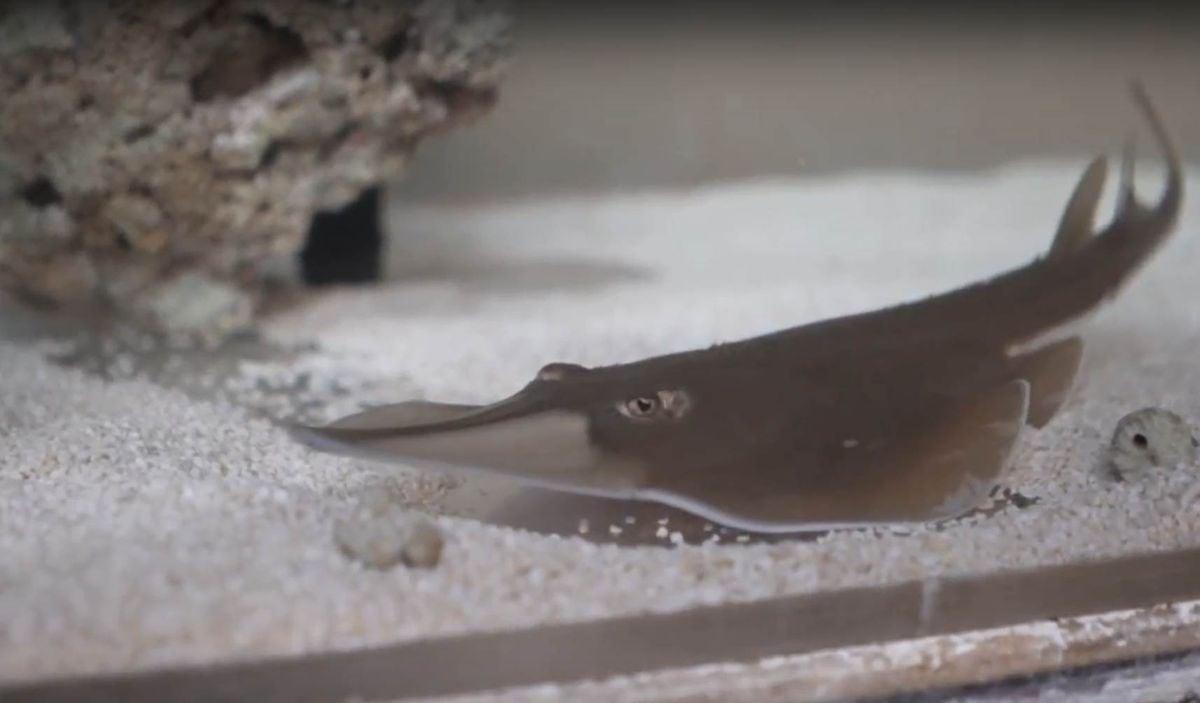 Six rare endangered blackchin guitarfish have been born at Birmingham Sea Life Centre