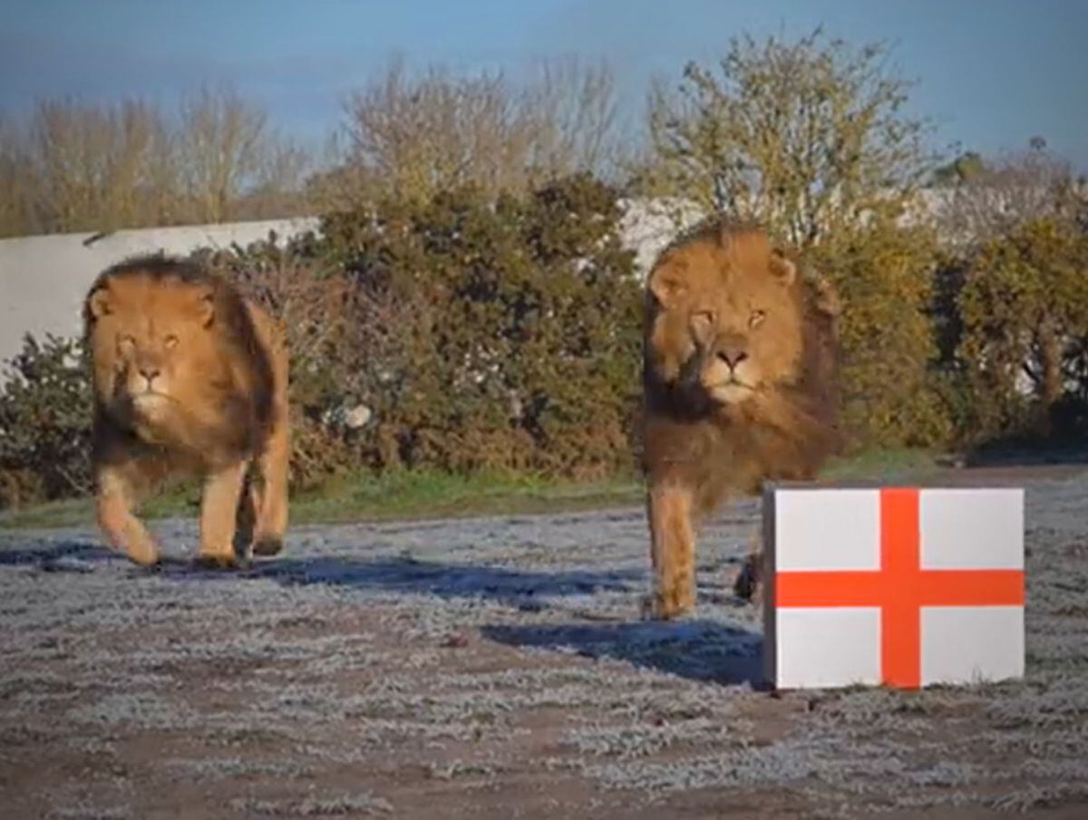 It was neck and neck to start with (BBC WM + West Midlands Safari Park) 