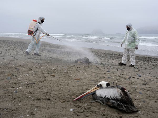 Municipal workers disinfect dead pelicans on San Pedro beach in Lima, Peru