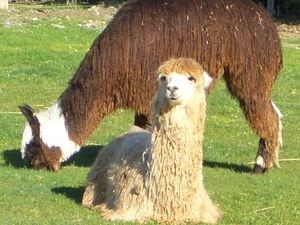Alpaca - generic picture from Wikipedia - it is under a commons licence.