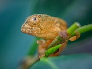Reptile experts at Chester Zoo have hatched a clutch of rare Parson’s chameleons – the first time the breeding feat has been achieved by a UK zoo