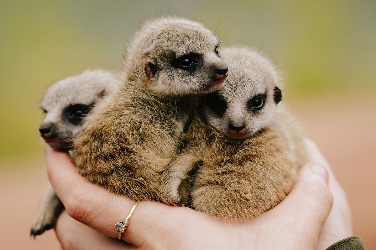 Baby Meerkats born at Exotic Zoo in Telford. 