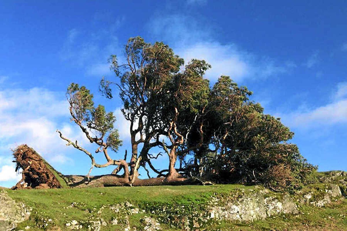 Farmer fears end of landmark 'Lonely Tree'