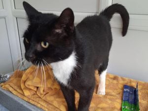 Boots is one of many cats that can now be homed at the cattery in Newport