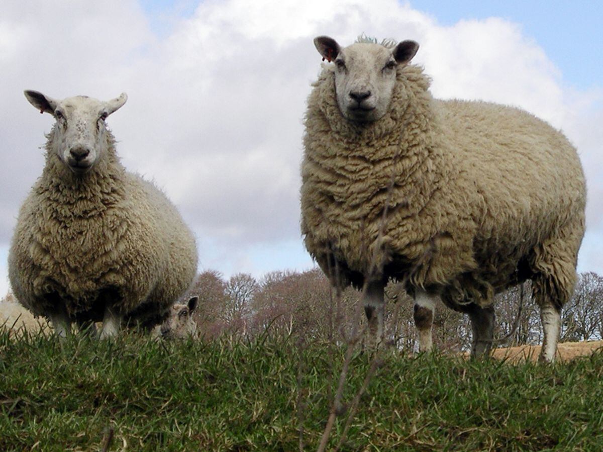 Police have issued a reminder to dog owners after reports of sheep dying in attacks