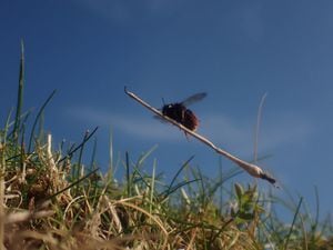 Bee appearing to ride tiny broomstick to feature in latest episode of Wild Isles