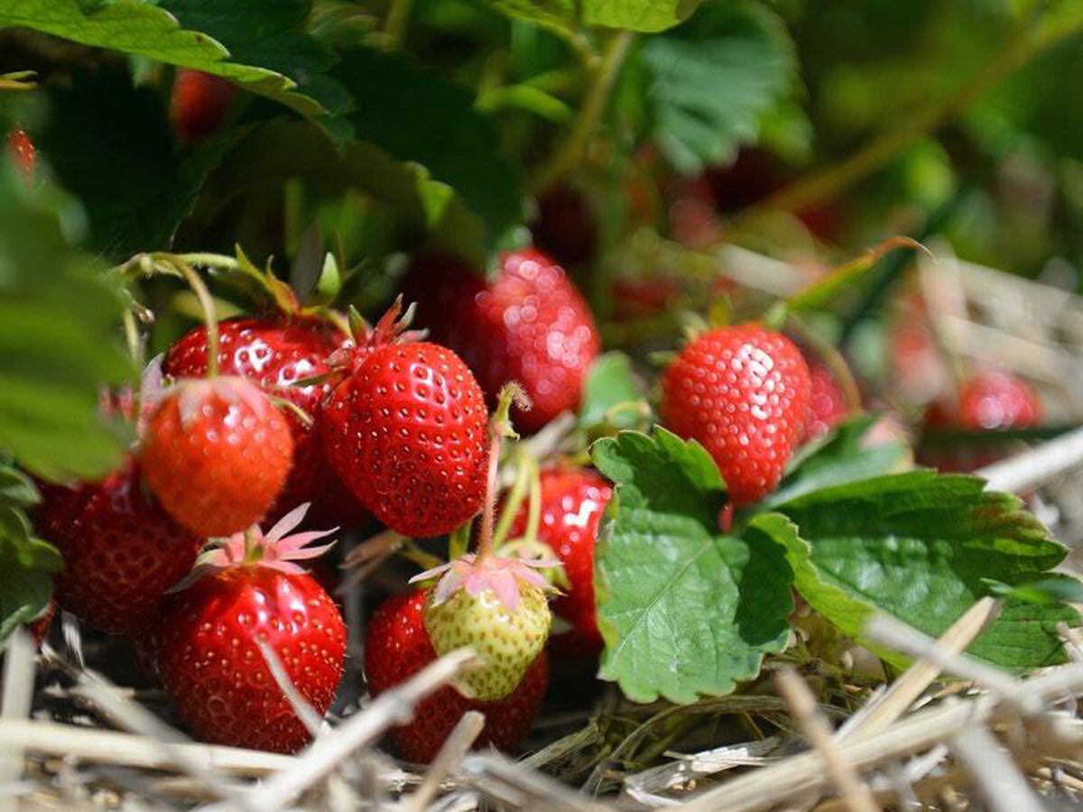 Record Breaking Spring Sunshine Boosts British Strawberry Crop Shropshire Star