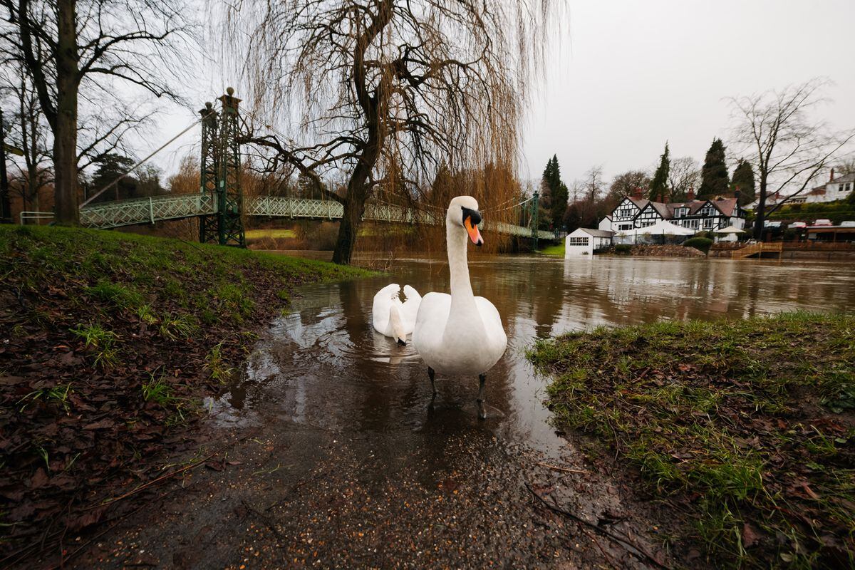 A swan in Shrewsbury