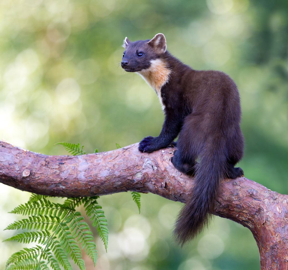 Pine martens once again spotted in Shropshire Shropshire Star
