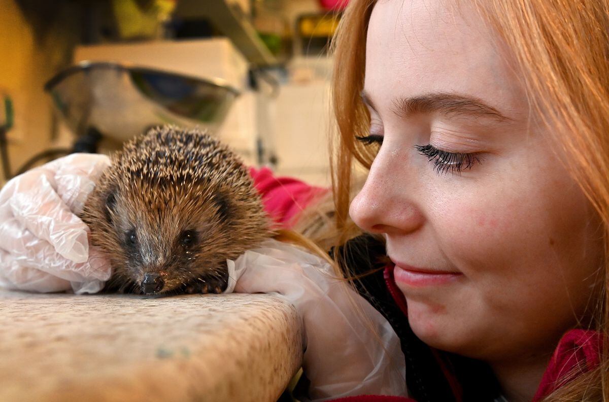 LAST COPYRIGHT MNA MEDIA TIM THURSFIELD 29/12/21.Becky Lewis, wildlife care assistant at Cuan Wildlife Rescue Centre, Much Wenlock, with one of the European hedgehogs which are ready to be released back into the wild after a lengthy period of recuperation...