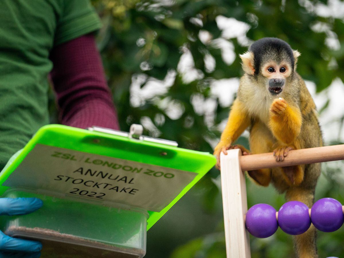 A zoo keeper counts squirrel monkeys
