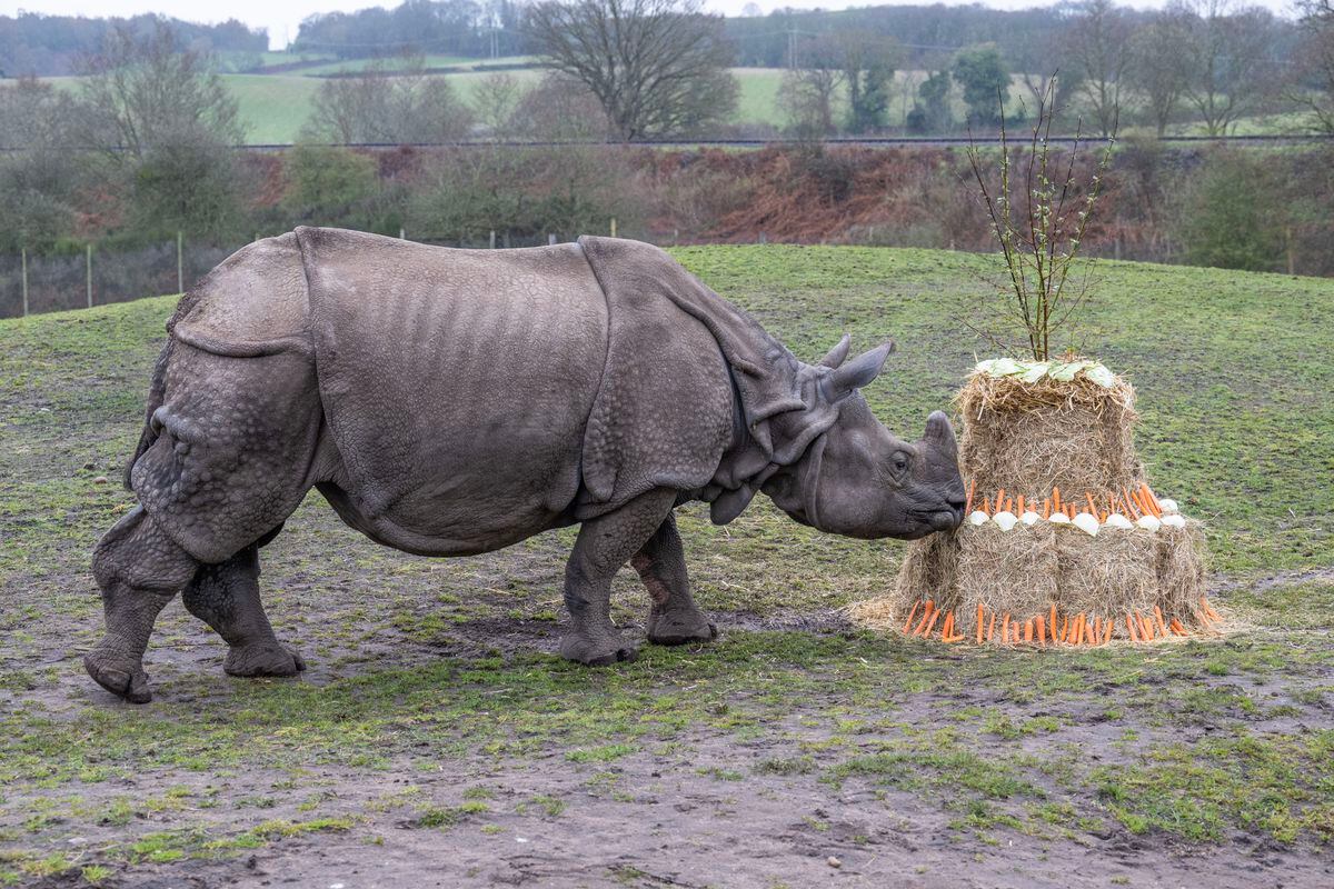 Indian rhino Seto discovers a 50th celebratory cake