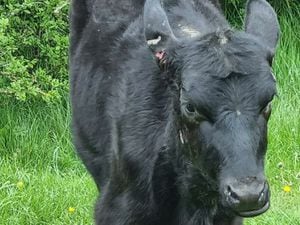 The cow was attacked at Rea Brook Nature Reserve in Shrewsbury. Pictures: Shrewsbury Town Council