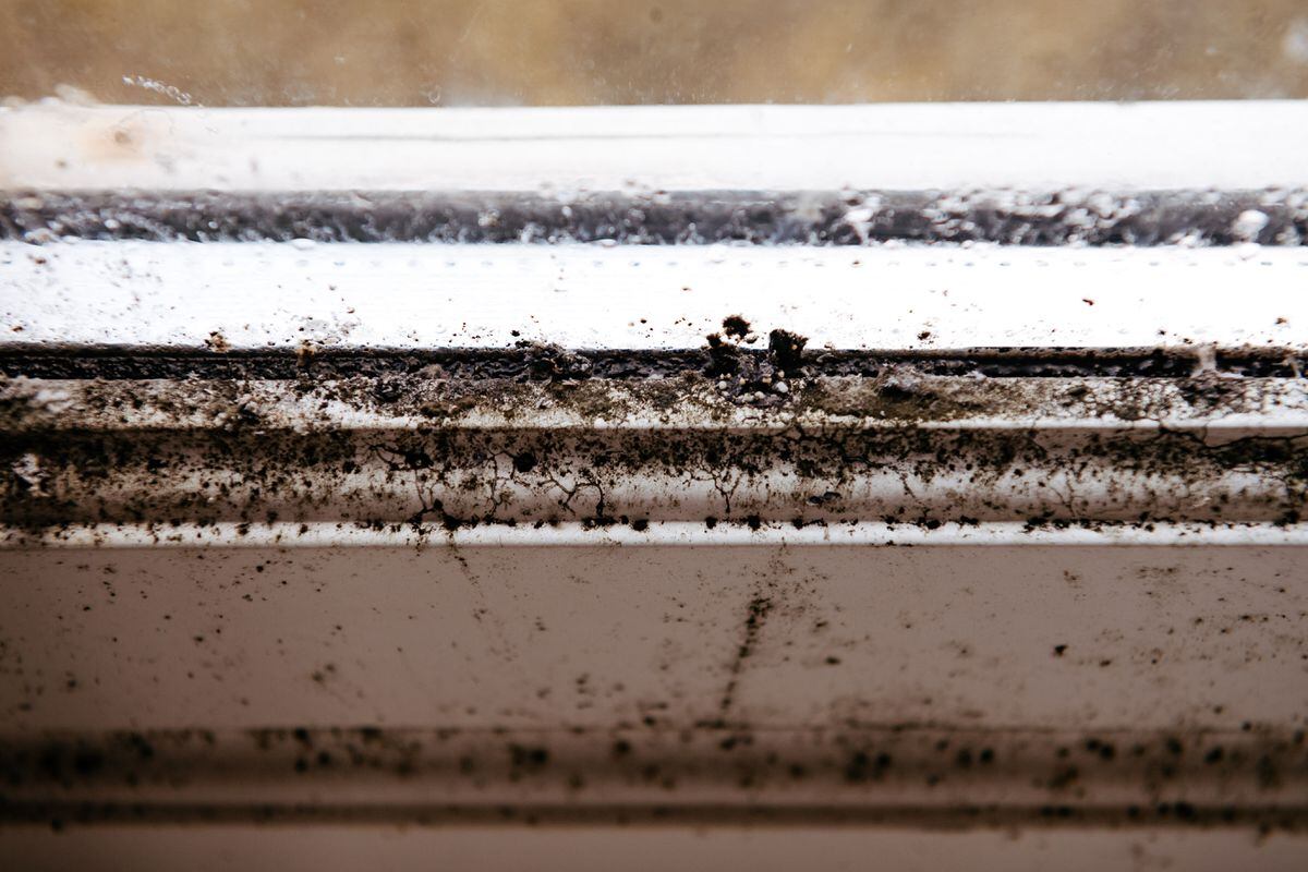 Mould in homes