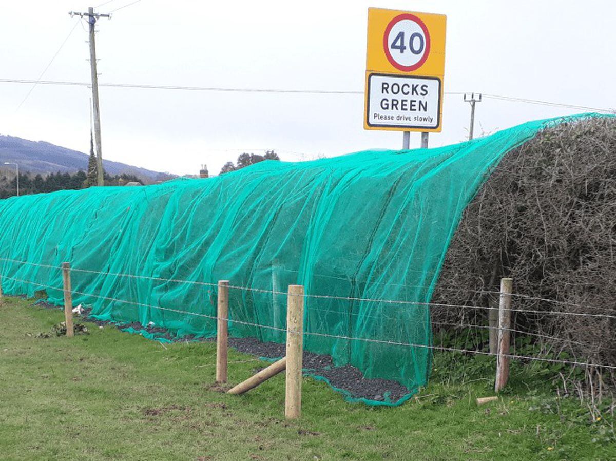 Netting over hedgerows in Rocks Green, Ludlow