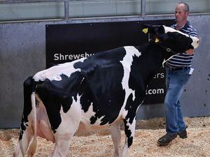  A dairy cow being sold at Shrewsbury Auction Centre.