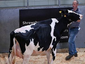 Senior auctioneer Jonny Dymond selling dairy cattle at Shrewsbury Auction Centre.