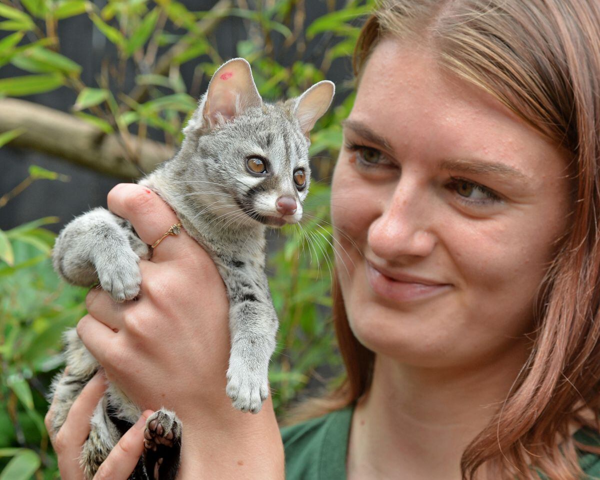 Baby genet 'Kamari', in the hands of volunteer Nina Sabey, at Exotic Zoo, Telford