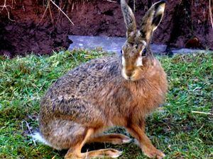 Wild Hare on of the exhibits