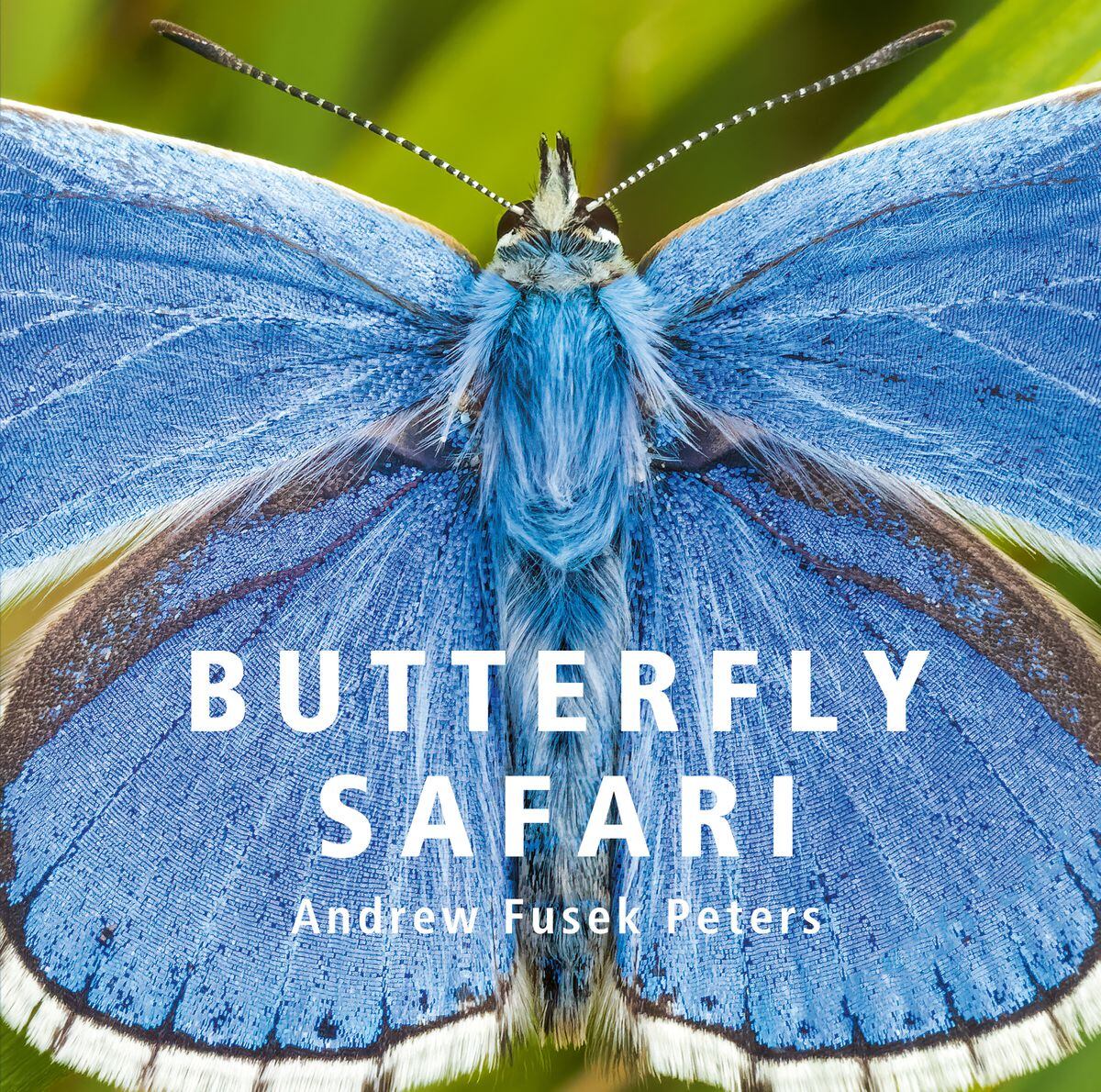 The new book Butterfly Safari by Andrew Fusek-Peters