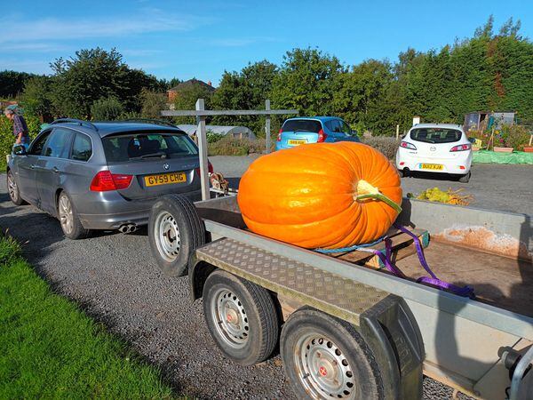 The giant pumpkin weighing in at over 700lbs grown by Andrew Florendine